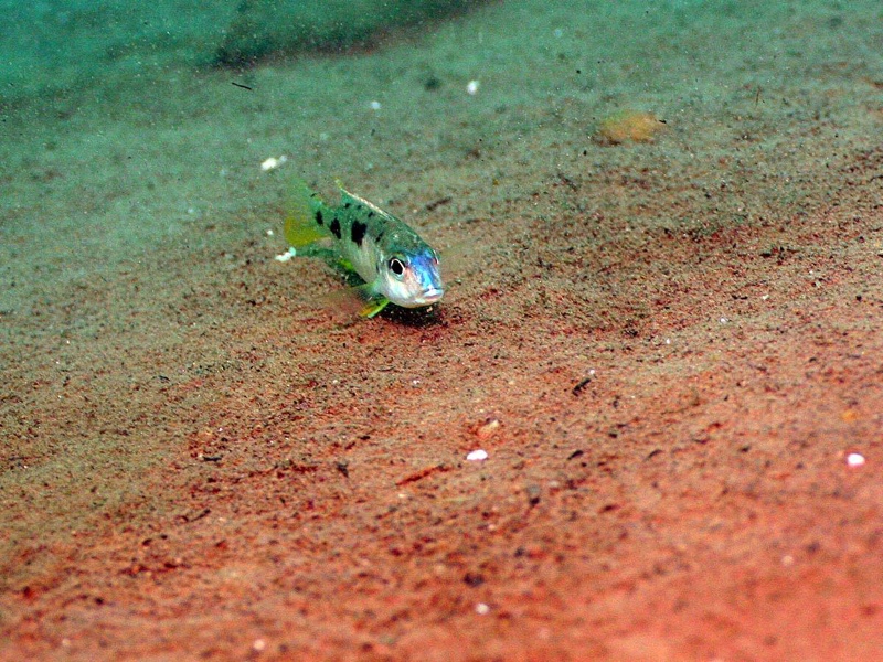 Otopharynx styrax 'Ntekete'